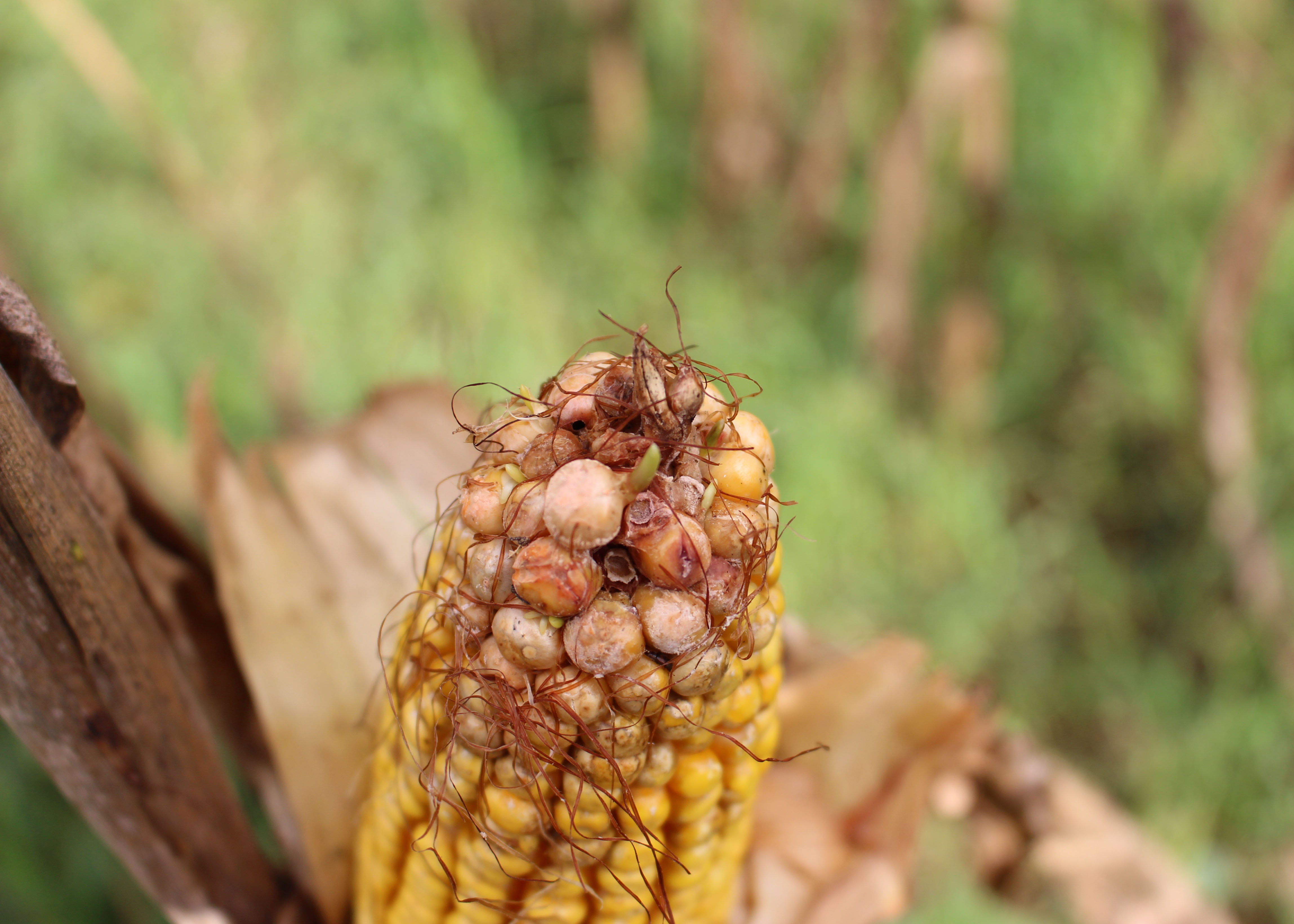Louisiana corn, grain sorghum crops suffer losses during flood